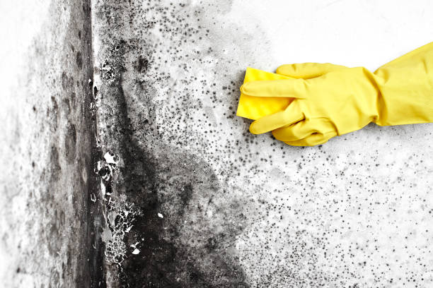 Best Mold Remediation  in Suquamish, WA