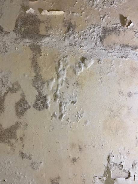 Crawl Space Mold Removal in Suquamish, WA