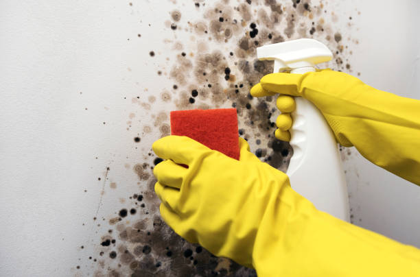 Best Mold Testing  in Suquamish, WA