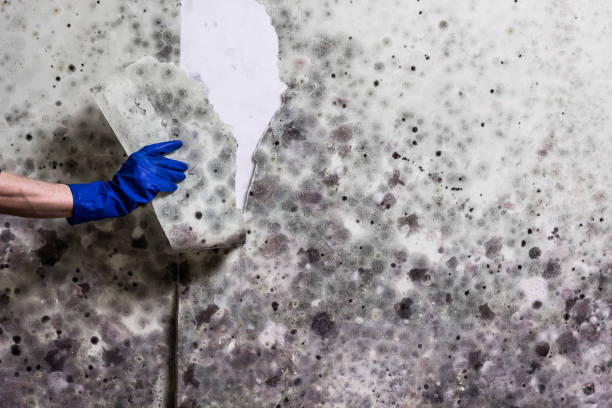 Best Crawl Space Mold Removal  in Suquamish, WA