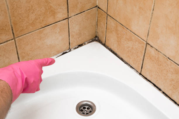 Certified Mold Removal in Suquamish, WA